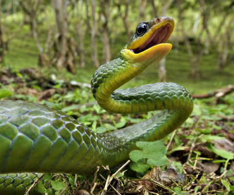 Green Snake screenshot #1 480x400