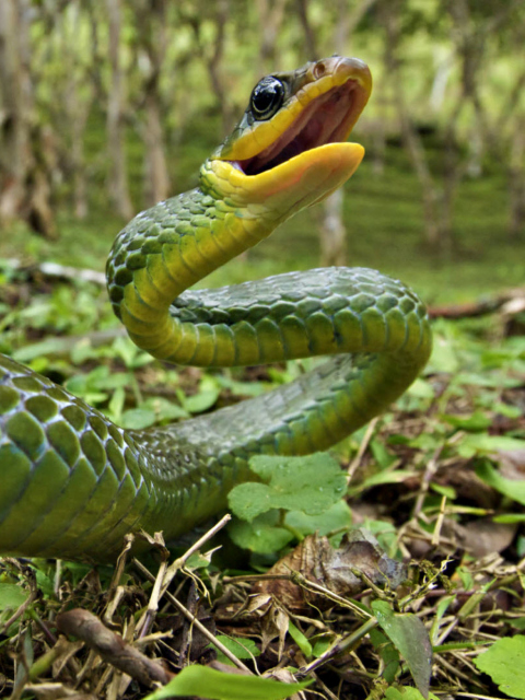 Green Snake wallpaper 480x640