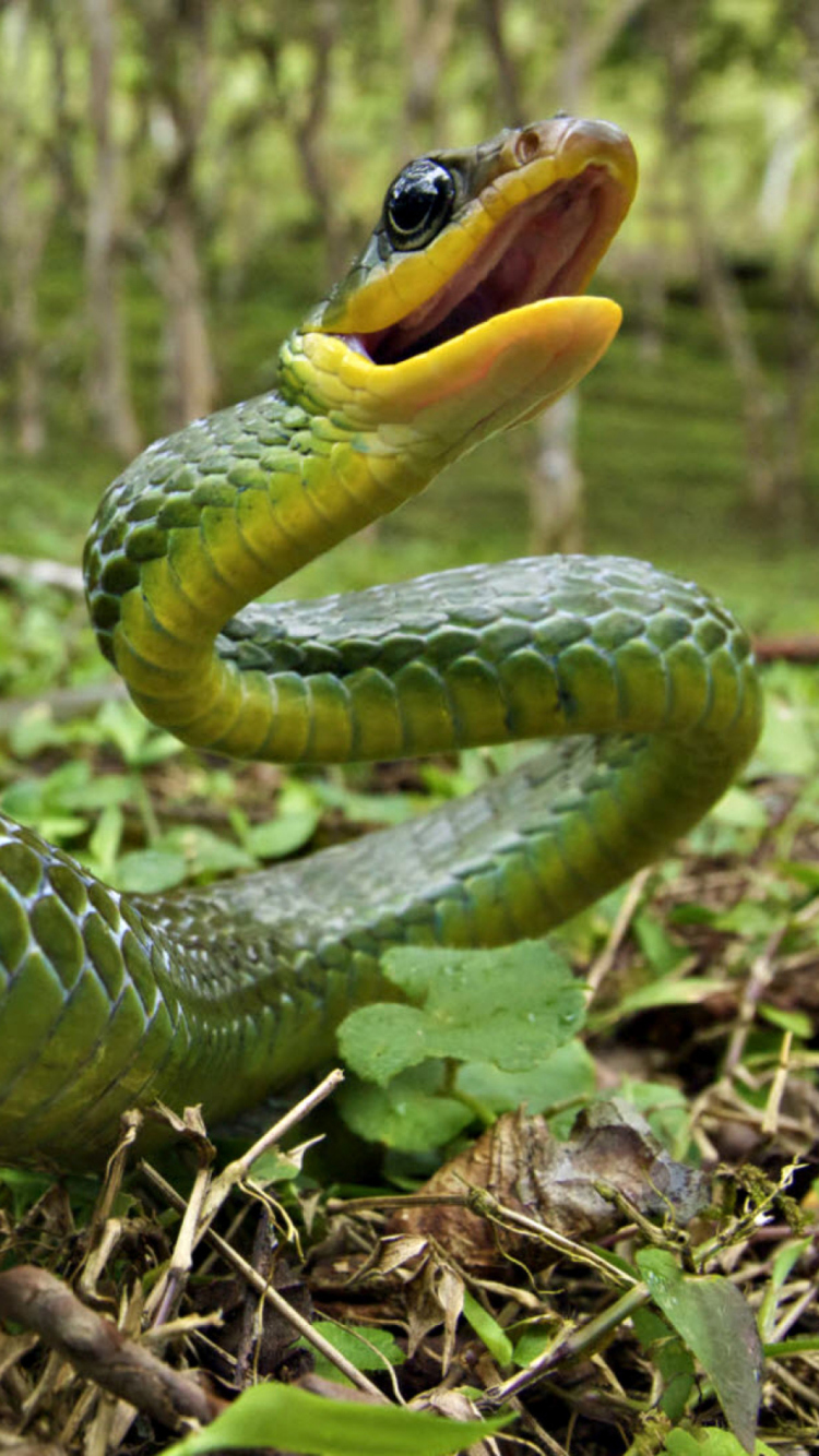 Green Snake wallpaper 750x1334