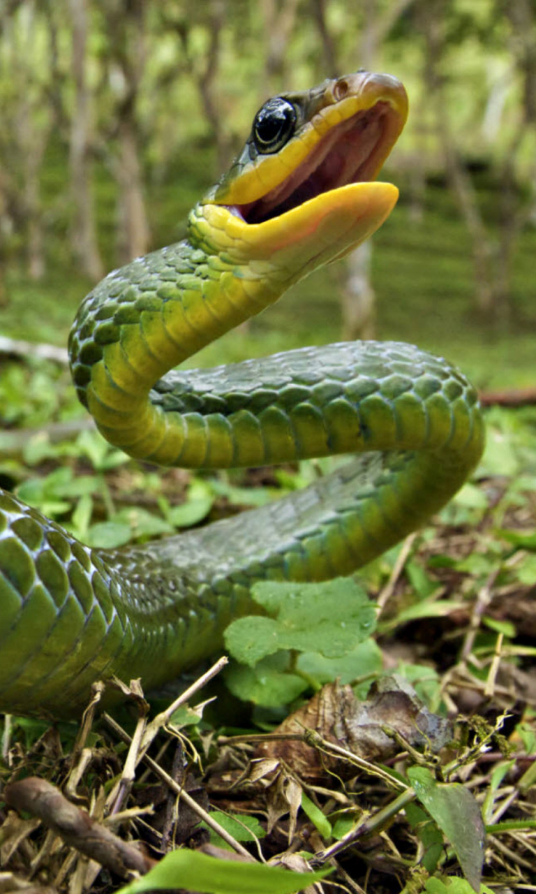Обои Green Snake 768x1280