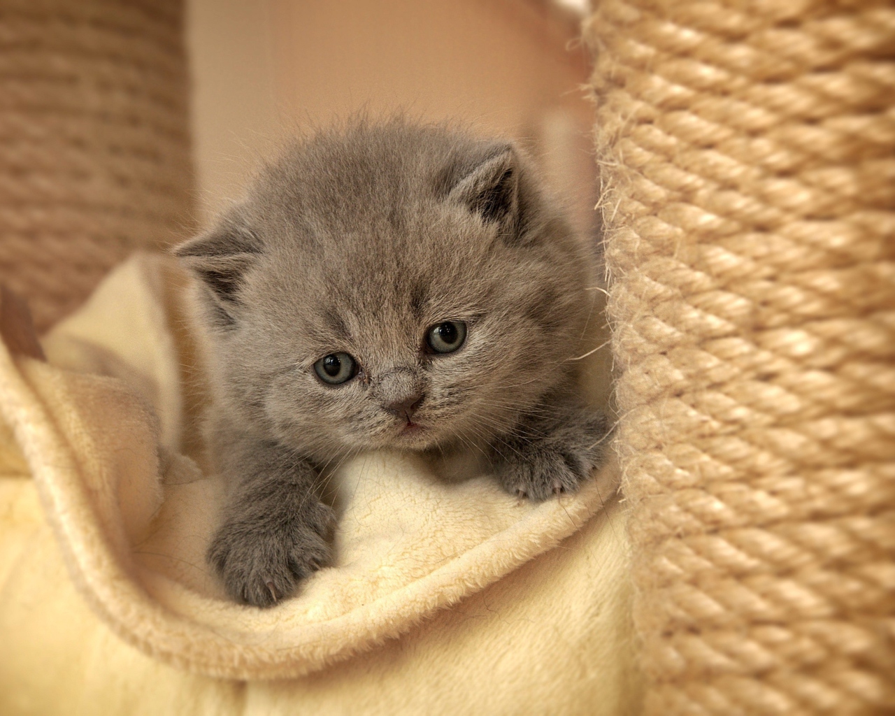 Screenshot №1 pro téma Cute Grey Kitten 1280x1024