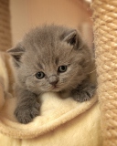 Cute Grey Kitten wallpaper 128x160