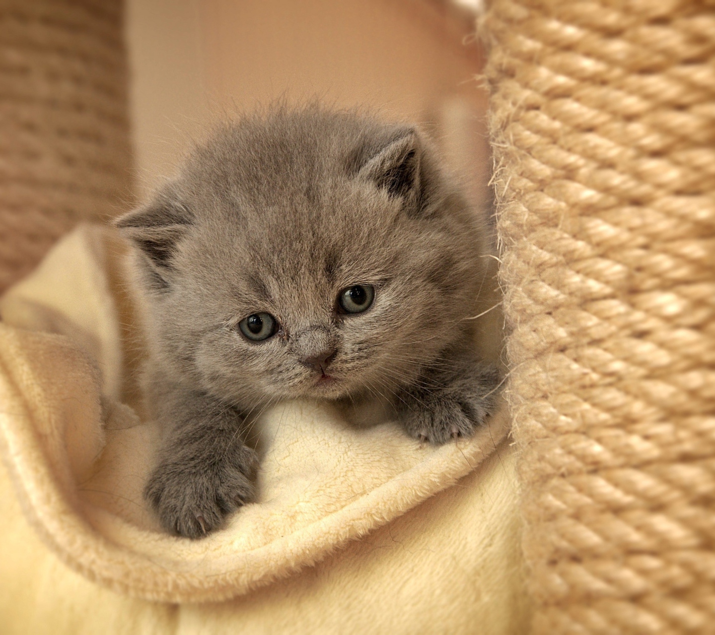 Cute Grey Kitten wallpaper 1440x1280