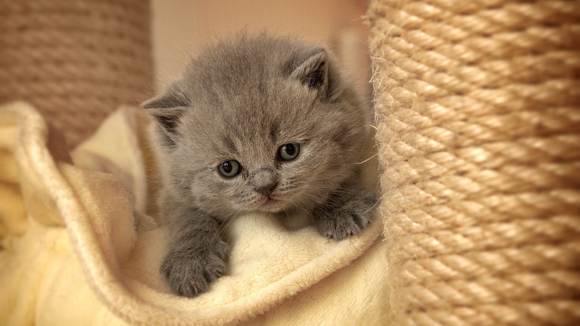 Обои Cute Grey Kitten 1920x1080