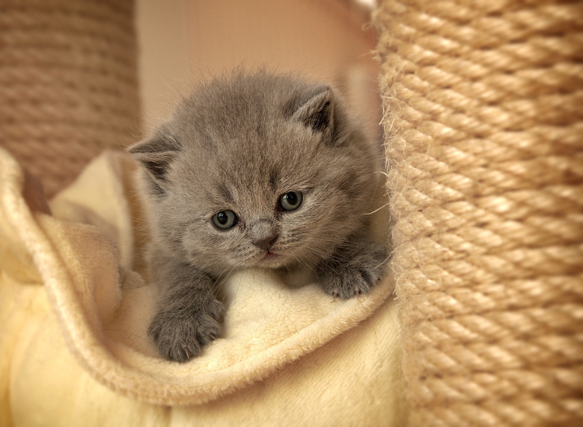 Cute Grey Kitten wallpaper 1920x1408