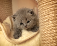 Cute Grey Kitten wallpaper 220x176