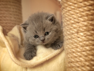 Das Cute Grey Kitten Wallpaper 320x240