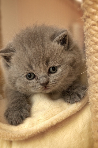 Обои Cute Grey Kitten 320x480