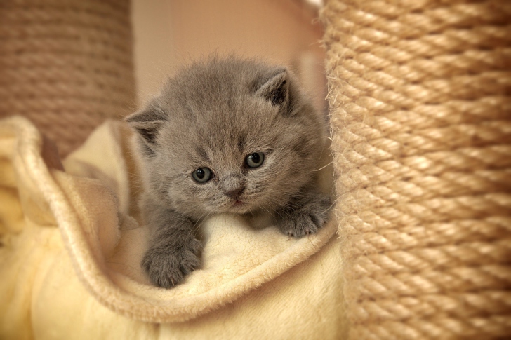 Обои Cute Grey Kitten