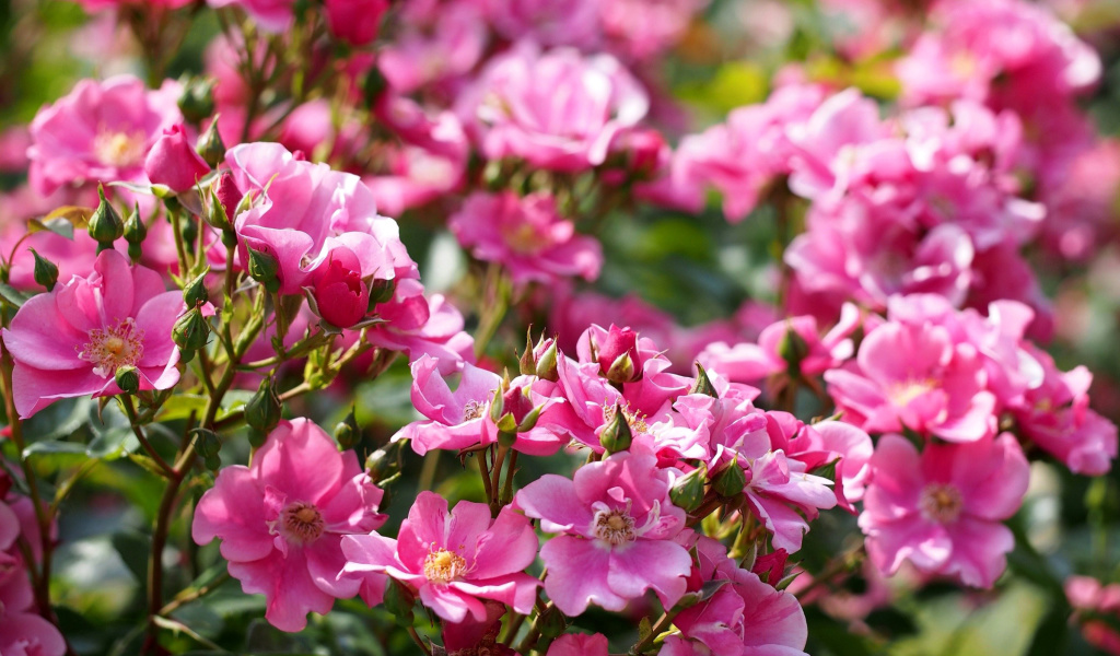 Fondo de pantalla Rose bush flowers in garden 1024x600