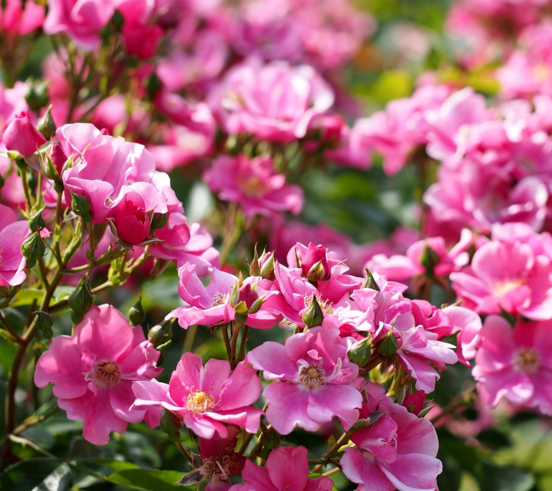 Fondo de pantalla Rose bush flowers in garden 1080x960