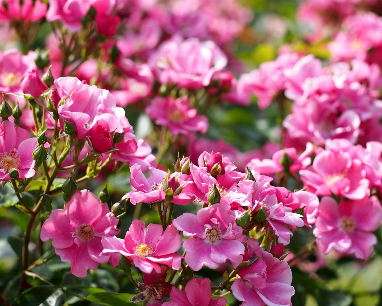 Screenshot №1 pro téma Rose bush flowers in garden 1280x1024