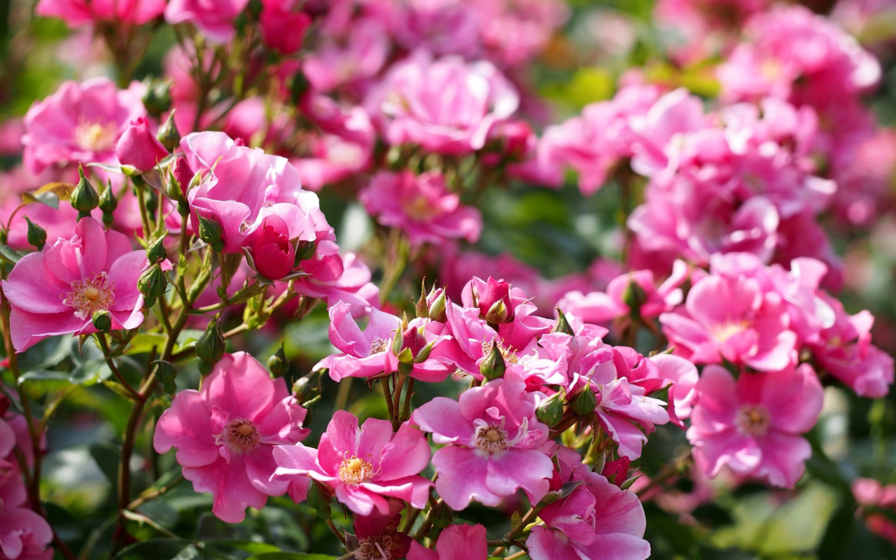 Fondo de pantalla Rose bush flowers in garden 1280x800