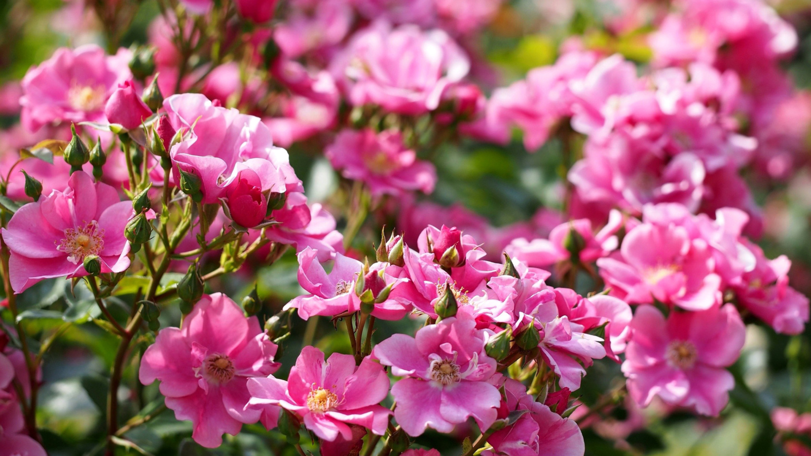 Rose bush flowers in garden screenshot #1 1600x900