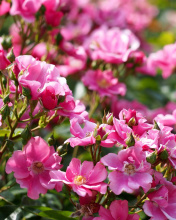 Обои Rose bush flowers in garden 176x220
