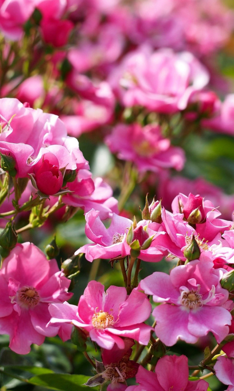 Rose bush flowers in garden wallpaper 480x800