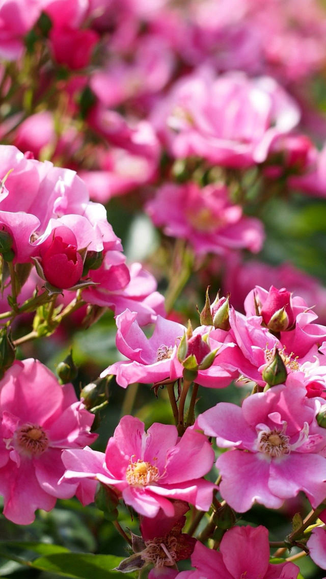 Rose bush flowers in garden wallpaper 640x1136