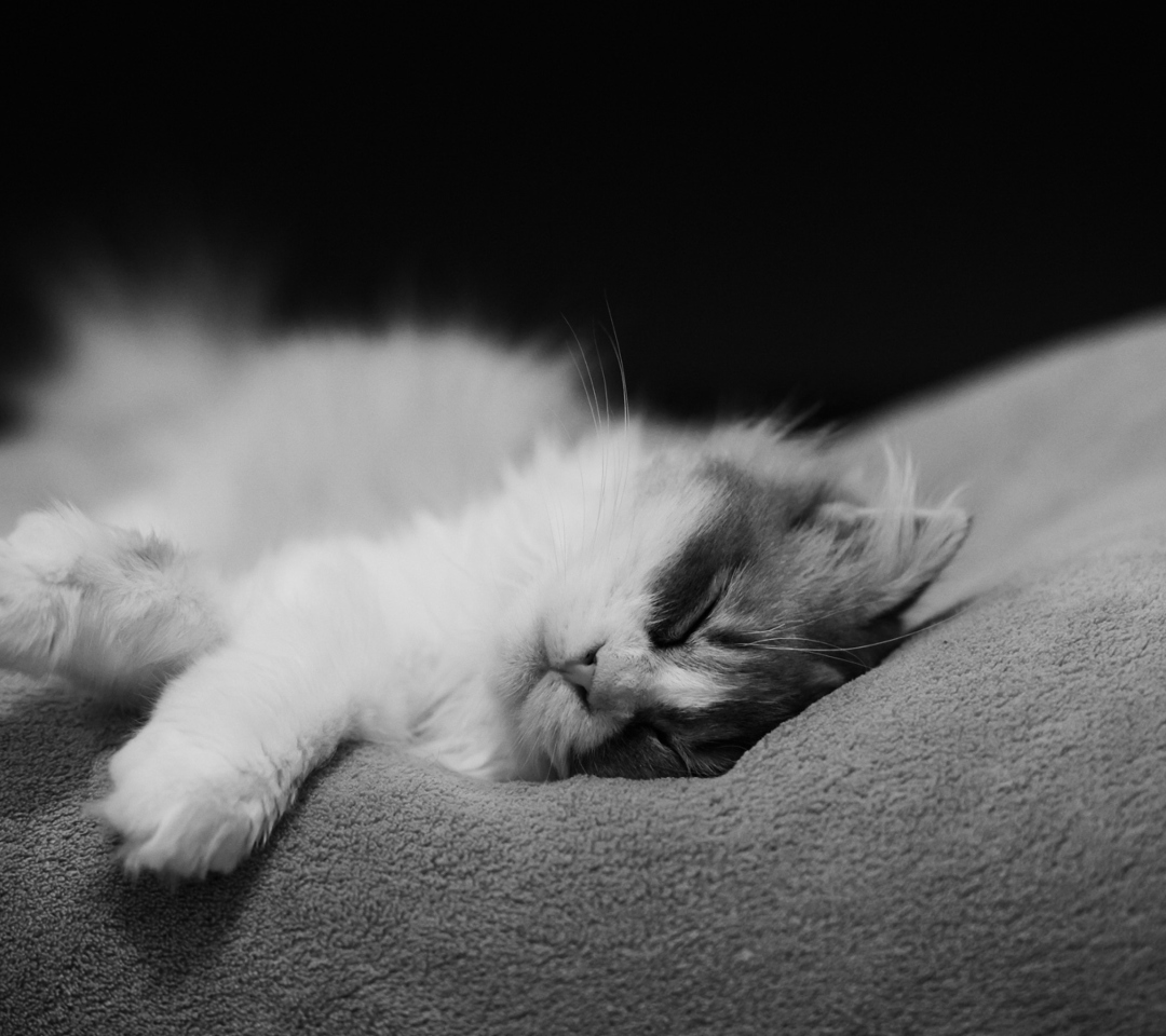 Fondo de pantalla Kitten Sleep 1080x960