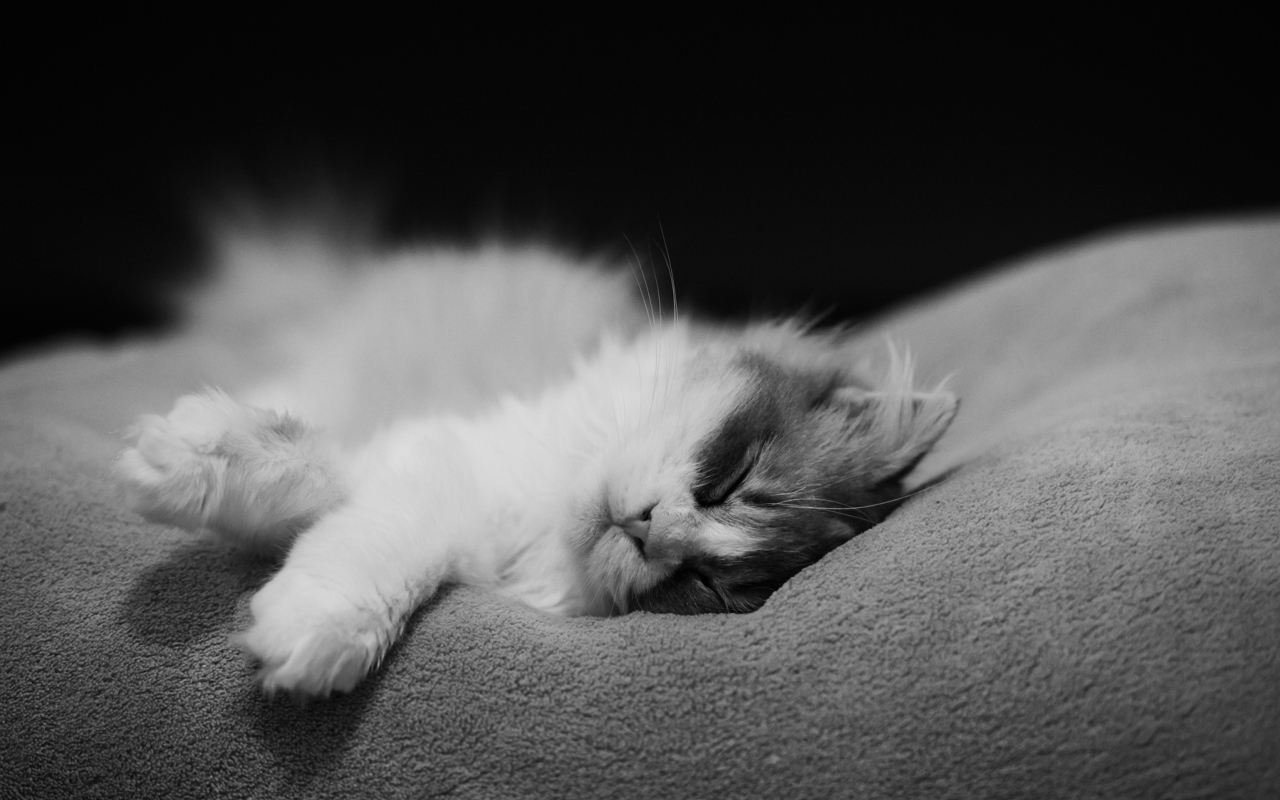 Kitten Sleep wallpaper 1280x800