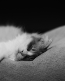 Das Kitten Sleep Wallpaper 128x160