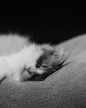 Das Kitten Sleep Wallpaper 176x220