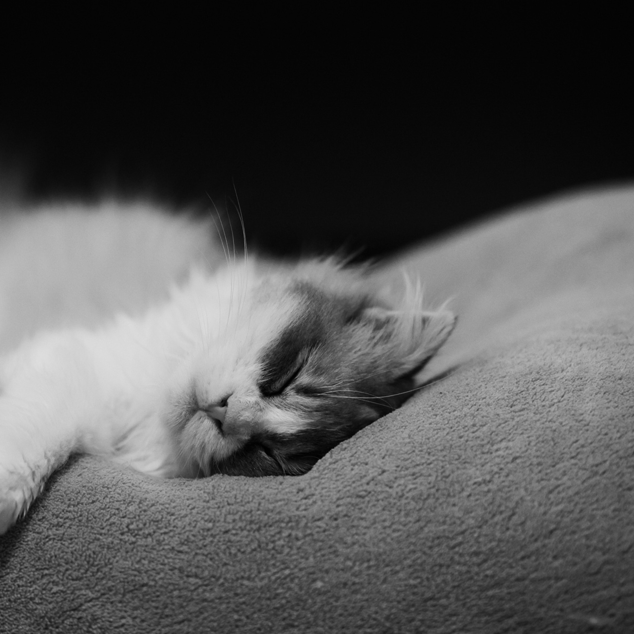 Sfondi Kitten Sleep 2048x2048