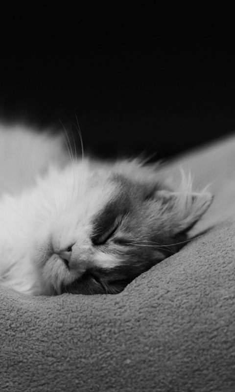 Das Kitten Sleep Wallpaper 480x800