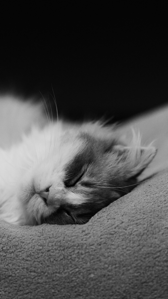 Обои Kitten Sleep 640x1136