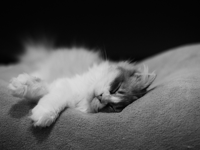 Kitten Sleep wallpaper 640x480
