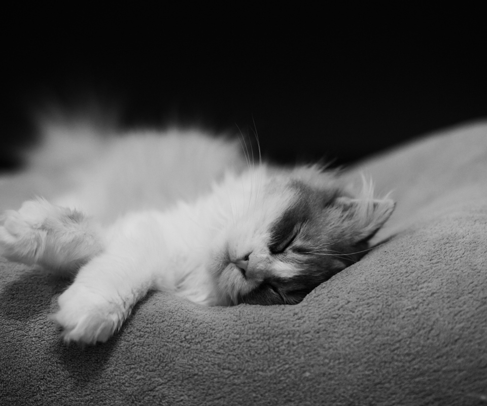 Обои Kitten Sleep 960x800