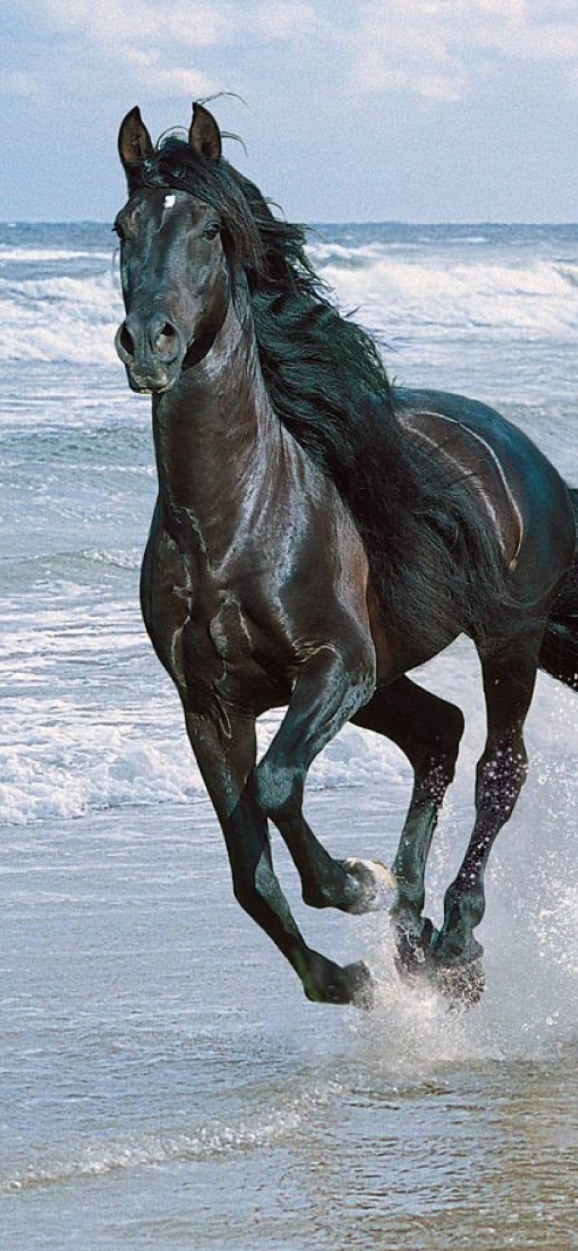 500 Black Horse Pictures HD  Download Free Images on Unsplash
