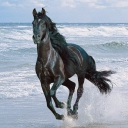 Fondo de pantalla Black Horse 128x128