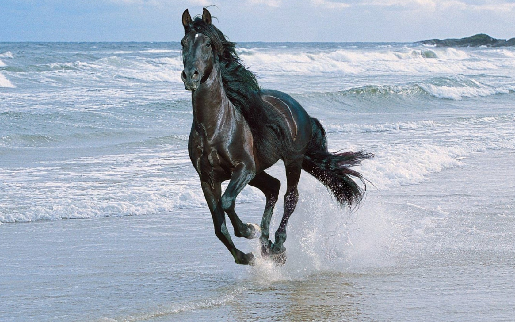 Fondo de pantalla Black Horse 1680x1050