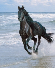 Black Horse screenshot #1 176x220
