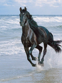 Das Black Horse Wallpaper 240x320