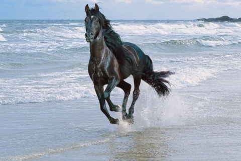 Screenshot №1 pro téma Black Horse 480x320