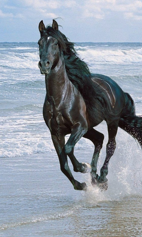 Black Horse screenshot #1 480x800