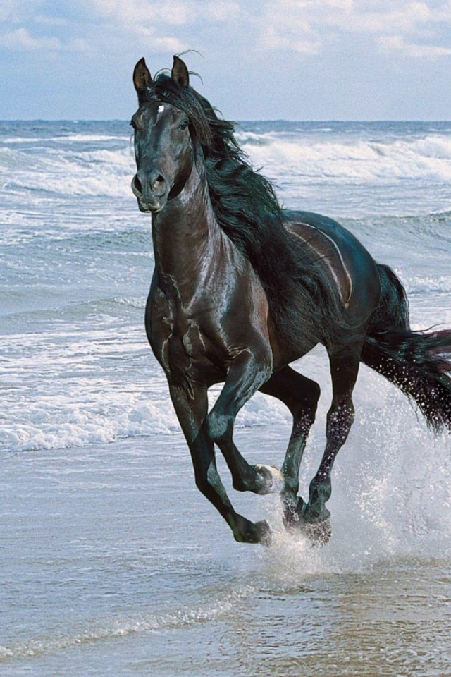Sfondi Black Horse 640x960