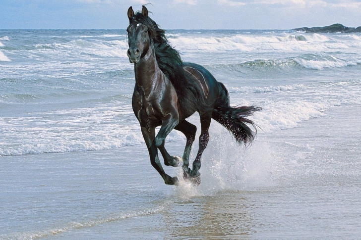 Fondo de pantalla Black Horse