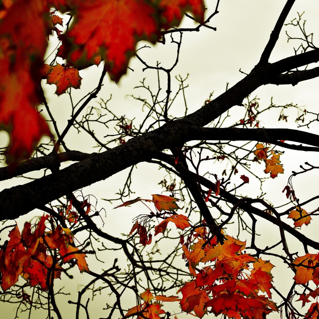 Das Autumn Branch Wallpaper 1024x1024