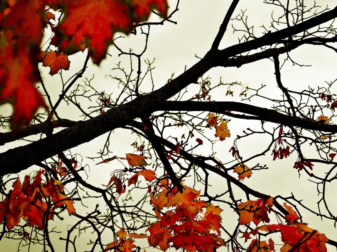 Fondo de pantalla Autumn Branch 1152x864
