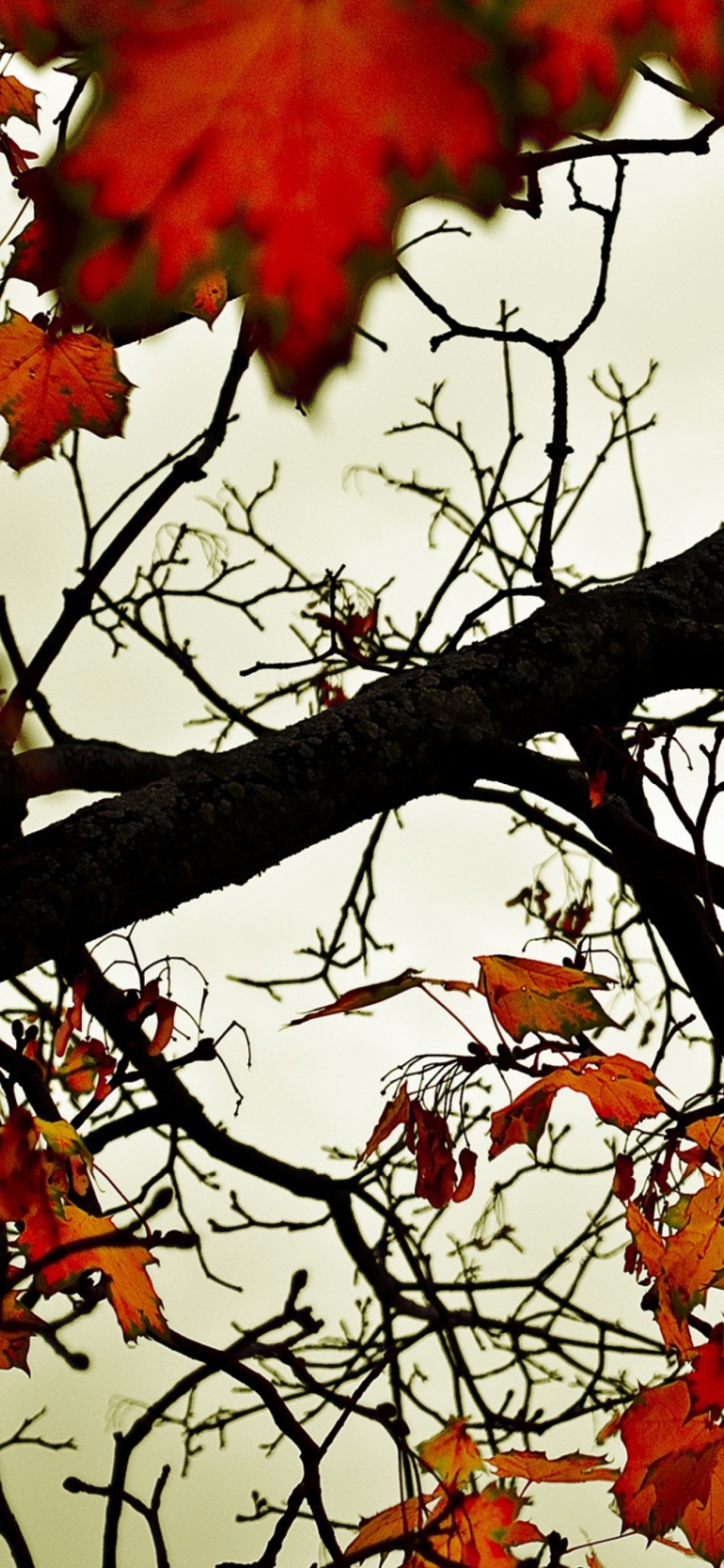 Das Autumn Branch Wallpaper 1170x2532