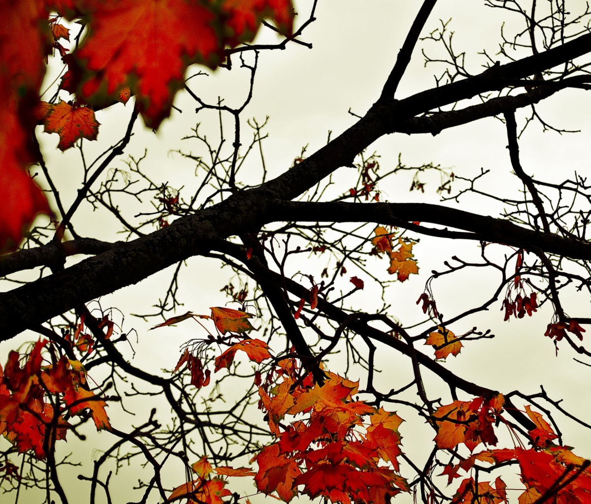 Das Autumn Branch Wallpaper 1200x1024