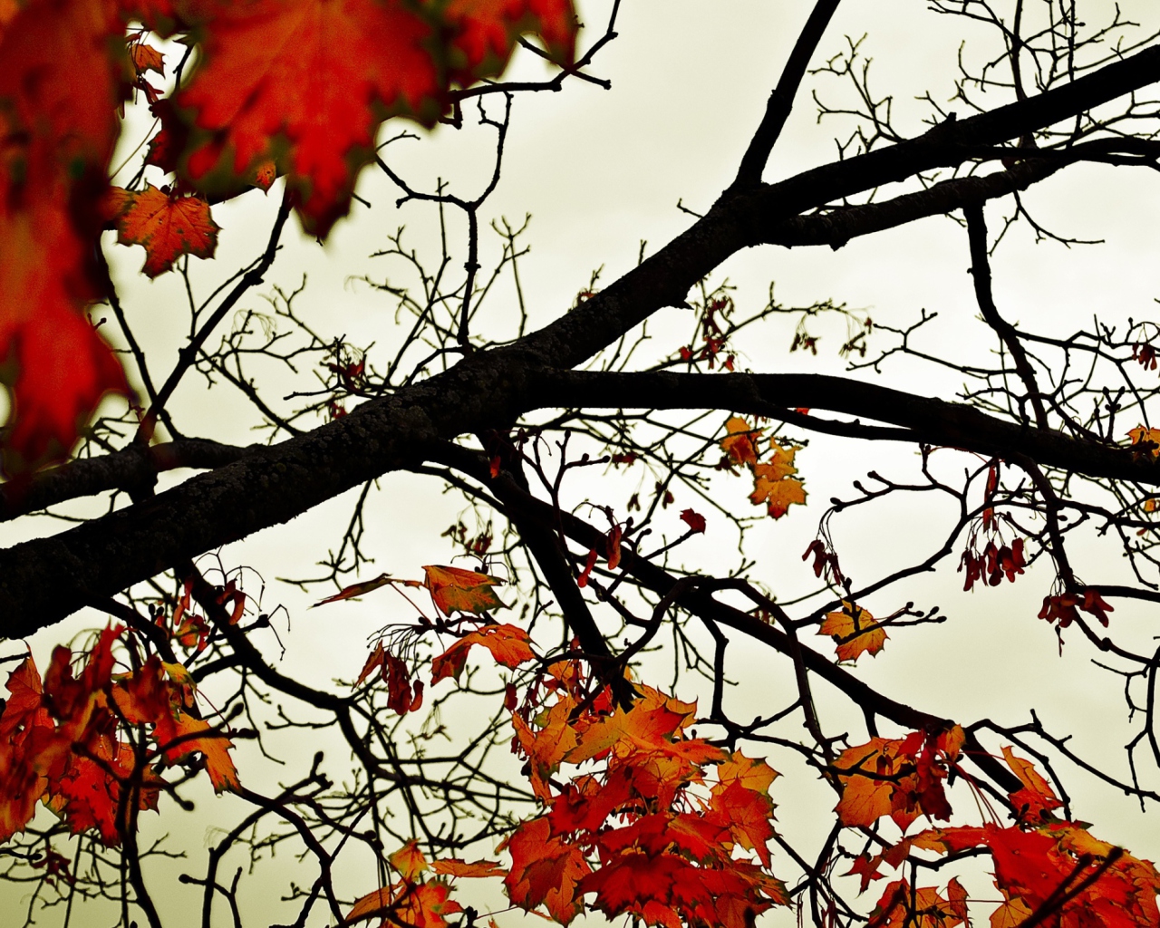 Screenshot №1 pro téma Autumn Branch 1280x1024