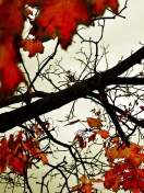 Sfondi Autumn Branch 132x176