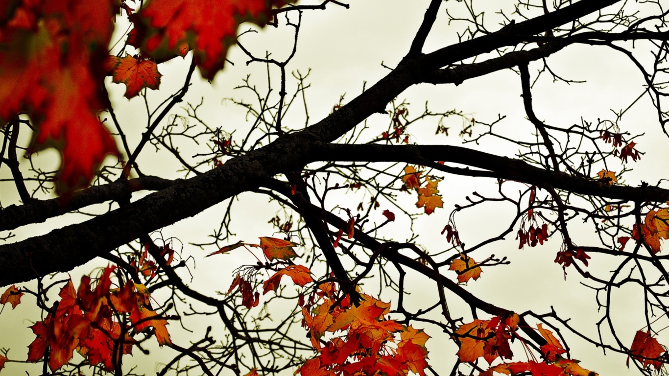Autumn Branch screenshot #1 1366x768
