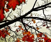 Autumn Branch wallpaper 176x144