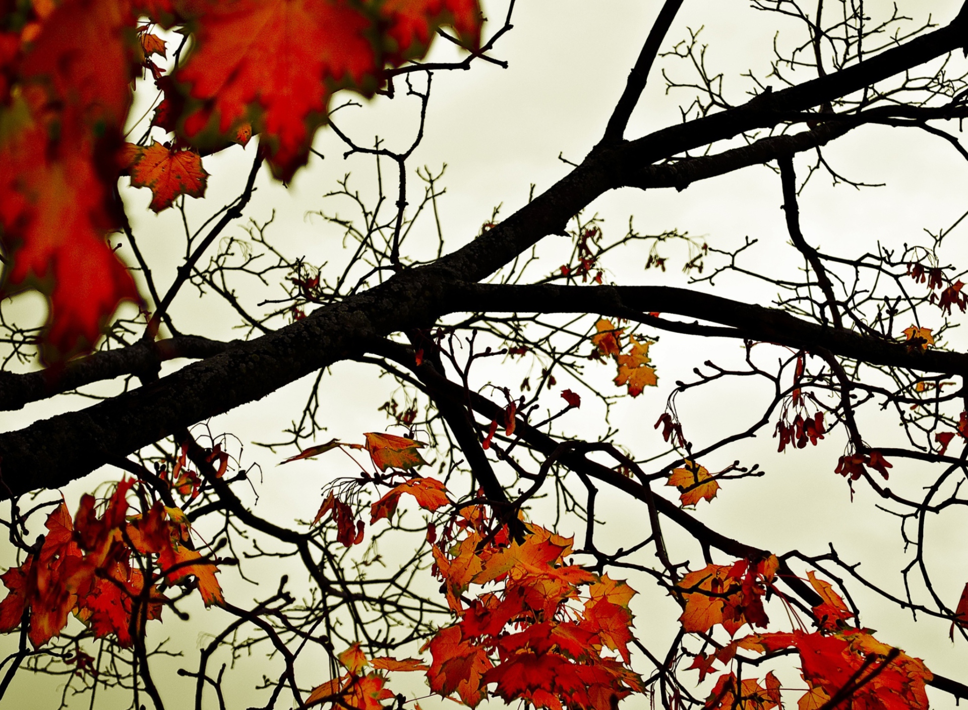 Autumn Branch wallpaper 1920x1408