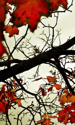 Autumn Branch screenshot #1 240x400