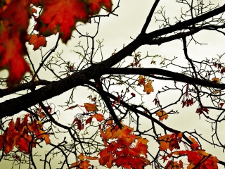 Autumn Branch wallpaper 320x240